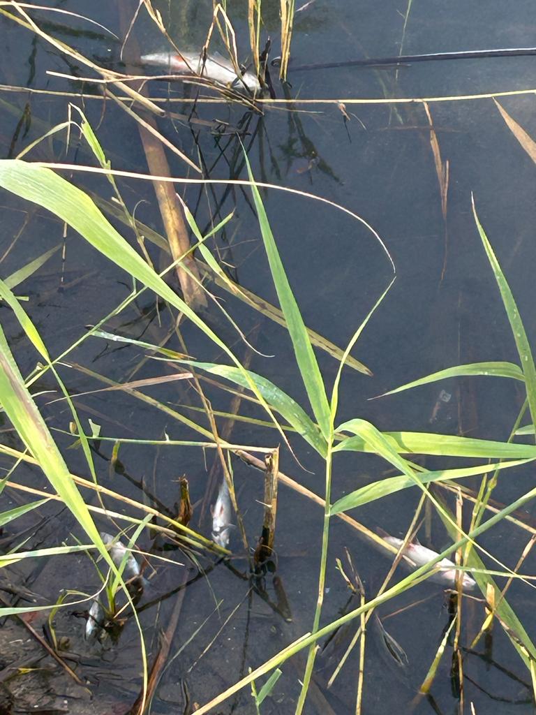 Sauerstoffmangel 2023